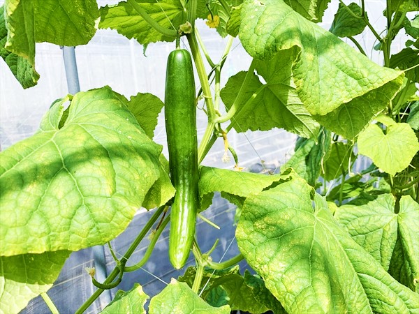 ハワイでオーガニック・無農薬・栄養価の高い野菜を栽培する「MA FARM」